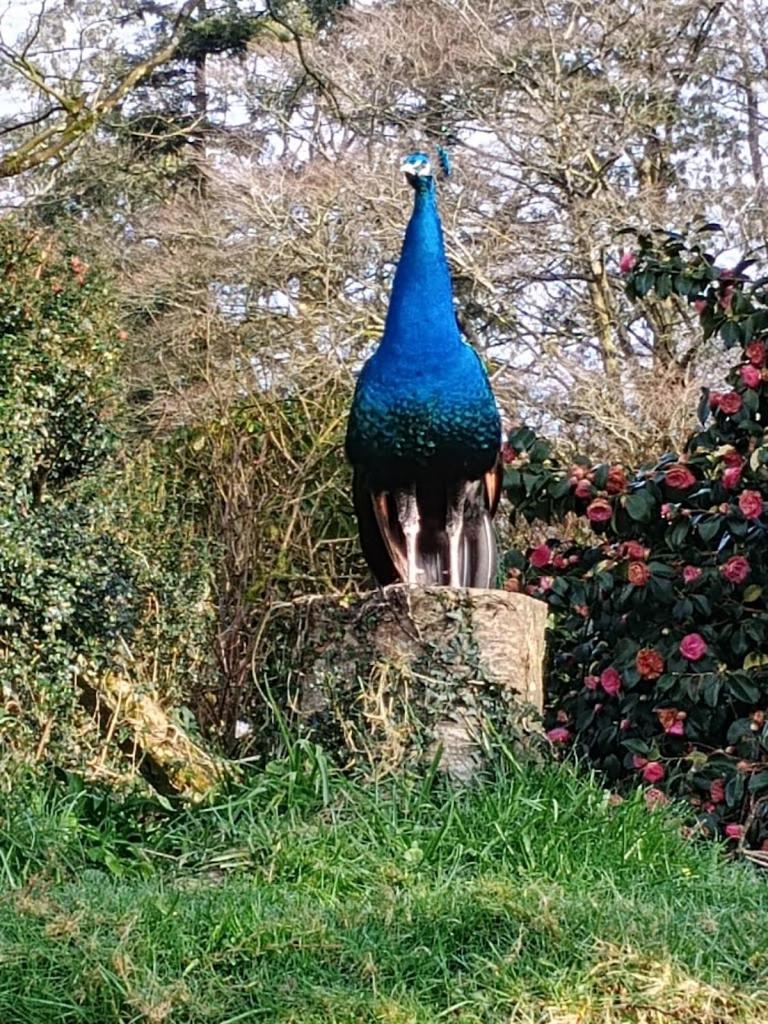 Peacock - Sleeps 4 - 2 Bedrooms Holiday home *