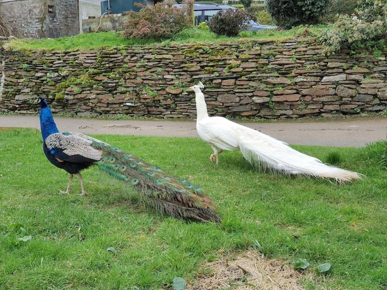 Peacock - Sleeps 4 - 2 Bedrooms Holiday home