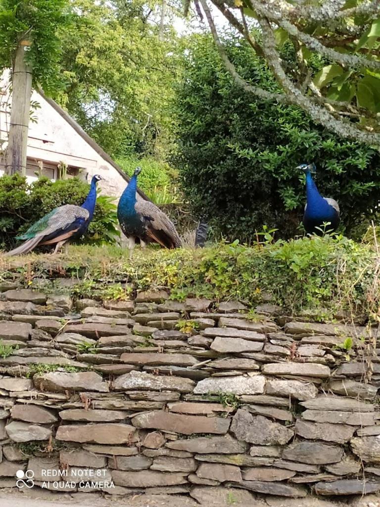 Peacock - Sleeps 4 - 2 Bedrooms *